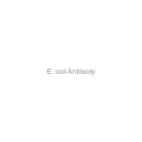 E. coli Antibody